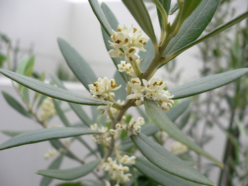 fiori d'oliva.JPG